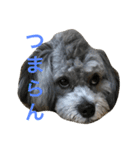 愛犬シープー殿（個別スタンプ：7）