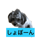 愛犬シープー殿（個別スタンプ：8）