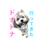 愛犬シープー殿（個別スタンプ：9）