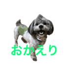 愛犬シープー殿（個別スタンプ：10）