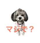 愛犬シープー殿（個別スタンプ：11）