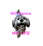 愛犬シープー殿（個別スタンプ：14）