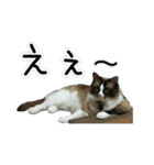 日々日々にゃんず（個別スタンプ：2）
