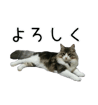 日々日々にゃんず（個別スタンプ：4）