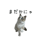 日々日々にゃんず（個別スタンプ：6）