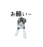 日々日々にゃんず（個別スタンプ：7）
