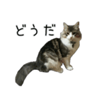 日々日々にゃんず（個別スタンプ：9）