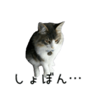 日々日々にゃんず（個別スタンプ：10）