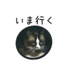 日々日々にゃんず（個別スタンプ：11）