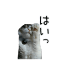 日々日々にゃんず（個別スタンプ：13）