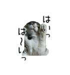 日々日々にゃんず（個別スタンプ：14）