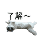 日々日々にゃんず（個別スタンプ：15）