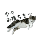 日々日々にゃんず（個別スタンプ：16）