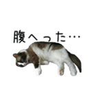 日々日々にゃんず（個別スタンプ：17）
