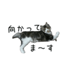 日々日々にゃんず（個別スタンプ：18）
