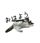日々日々にゃんず（個別スタンプ：21）