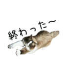 日々日々にゃんず（個別スタンプ：22）