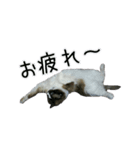 日々日々にゃんず（個別スタンプ：23）
