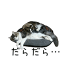 日々日々にゃんず（個別スタンプ：25）