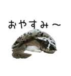 日々日々にゃんず（個別スタンプ：26）