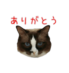 日々日々にゃんず（個別スタンプ：27）