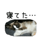 日々日々にゃんず（個別スタンプ：31）