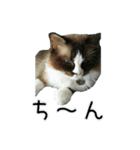 日々日々にゃんず（個別スタンプ：36）