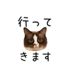 日々日々にゃんず（個別スタンプ：37）