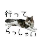 日々日々にゃんず（個別スタンプ：38）