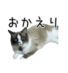 日々日々にゃんず（個別スタンプ：39）