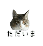 日々日々にゃんず（個別スタンプ：40）
