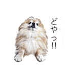 ぽめらにあんはっぴー君2（個別スタンプ：8）