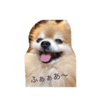 ぽめらにあんはっぴー君2（個別スタンプ：11）