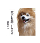 ぽめらにあんはっぴー君2（個別スタンプ：13）