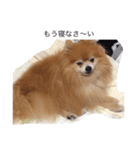 ぽめらにあんはっぴー君2（個別スタンプ：16）