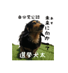 使い勝手の悪いダックスのスタンプ（個別スタンプ：4）