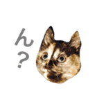 トム＆ポン太（個別スタンプ：2）