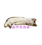 みゅう＆めるスタンプ（個別スタンプ：2）