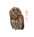 ふくろうの、りおさん。（個別スタンプ：1）