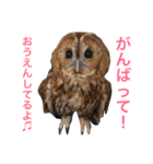 ふくろうの、りおさん。（個別スタンプ：4）