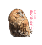 ふくろうの、りおさん。（個別スタンプ：5）