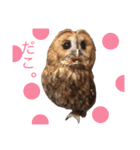 ふくろうの、りおさん。（個別スタンプ：6）