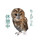 ふくろうの、りおさん。（個別スタンプ：10）