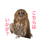 ふくろうの、りおさん。（個別スタンプ：11）