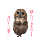ふくろうの、りおさん。（個別スタンプ：12）