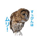 ふくろうの、りおさん。（個別スタンプ：14）