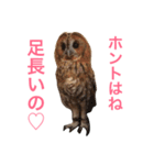 ふくろうの、りおさん。（個別スタンプ：15）