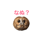 ふくろうの、りおさん。（個別スタンプ：16）