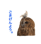 ふくろうの、りおさん。（個別スタンプ：17）
