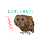 ふくろうの、りおさん。（個別スタンプ：18）